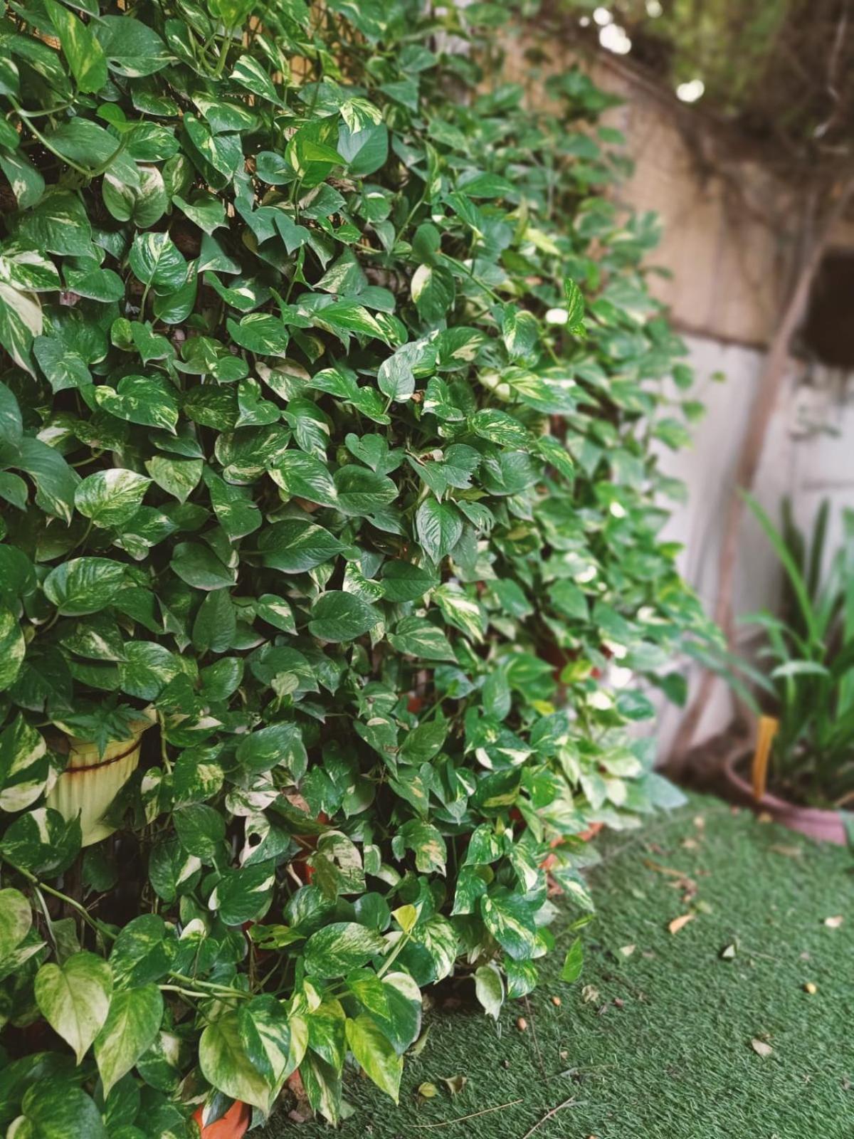 Srinekatan Heritage Villa Homestay Ahmedabad Eksteriør billede